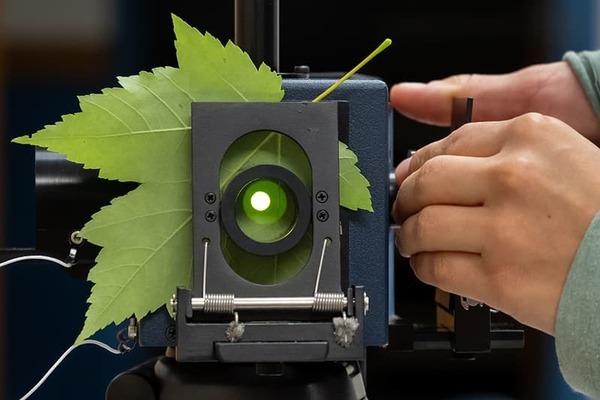 A field spectrometer shines light through a leaf to get a reading of its spectral reflectance and reveal its chemical and structural content.