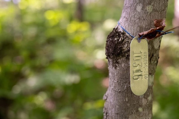 This tree tag is part of a ForestGEO project that aims to tag and study about 80,000 trees at UNDERC.